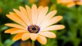 /album/fotogaleria/flowers-1080p-20-677173-jpeg/